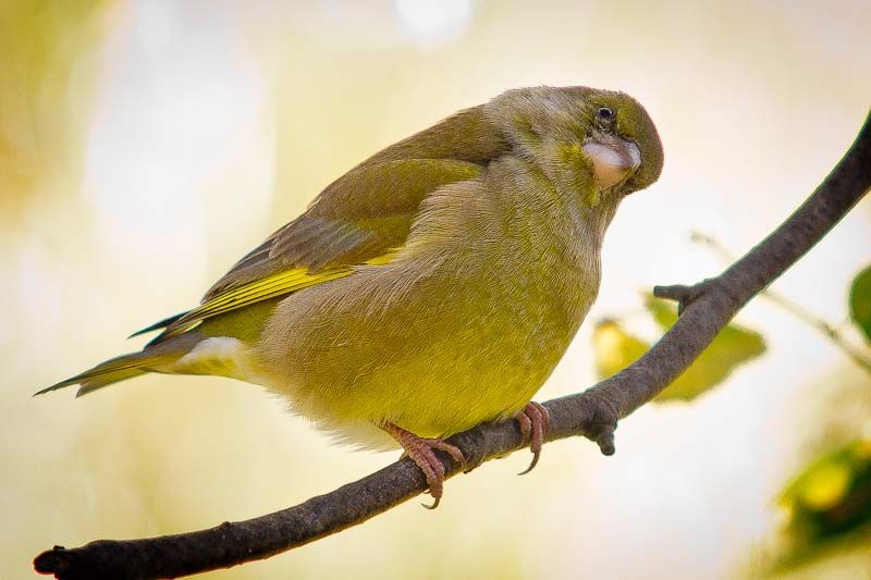 GFinch-1.jpg