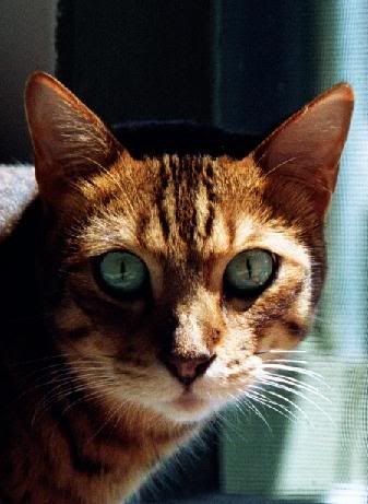 Tiggers_look_jun04.jpg