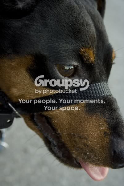 maximus.jpg