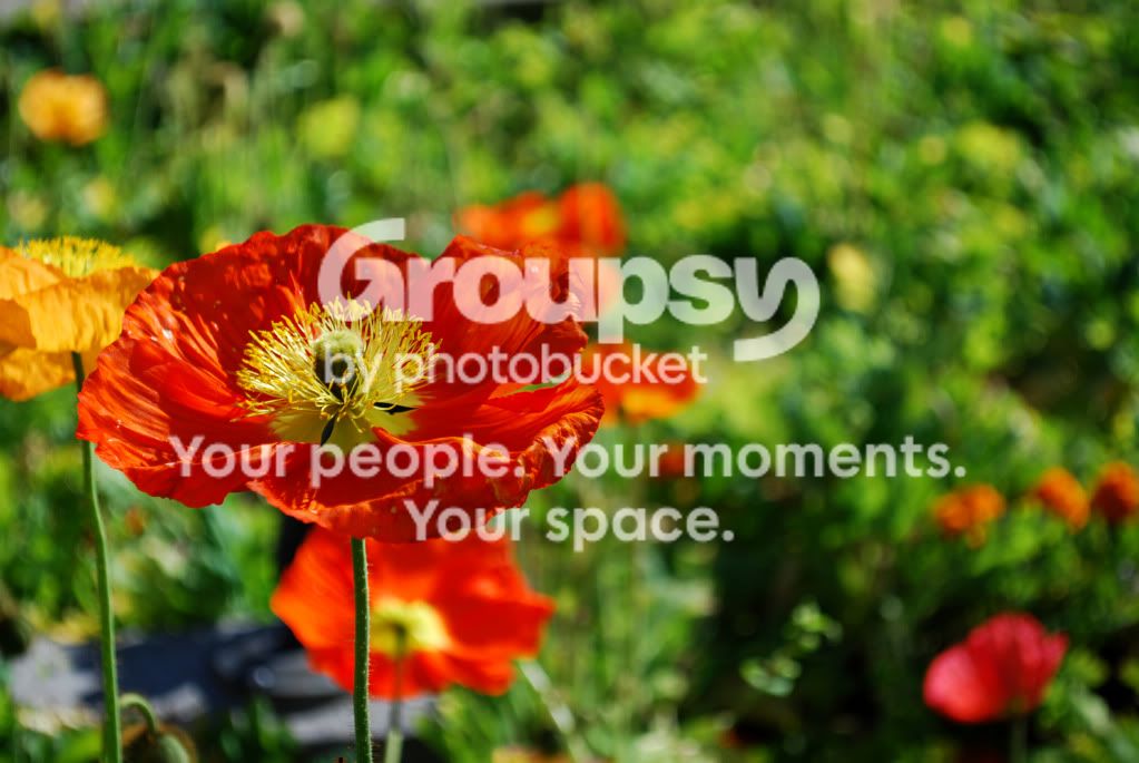 Botanical8.jpg