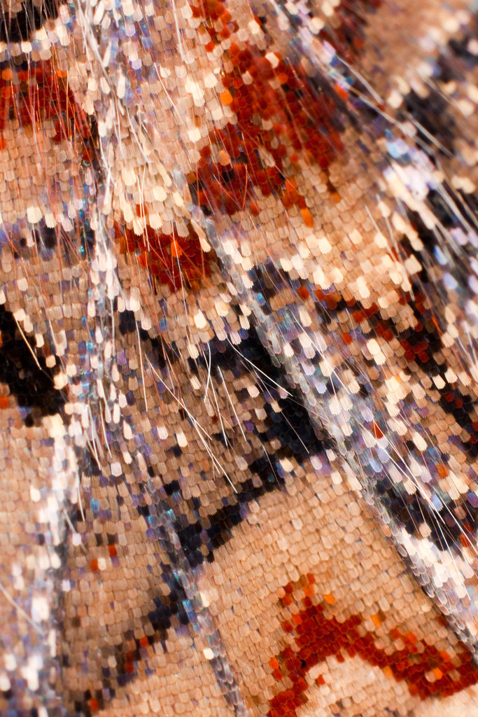 red_admiral_14.jpg