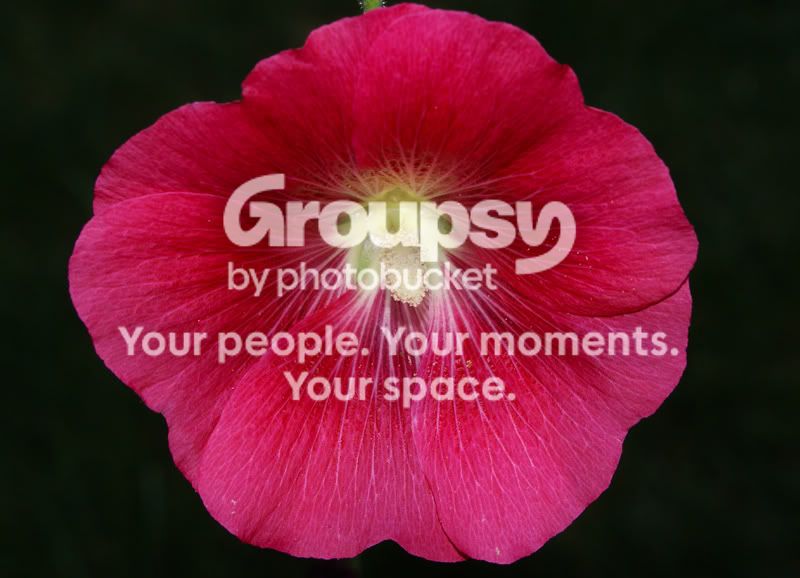 post-6242-1219631846.jpg