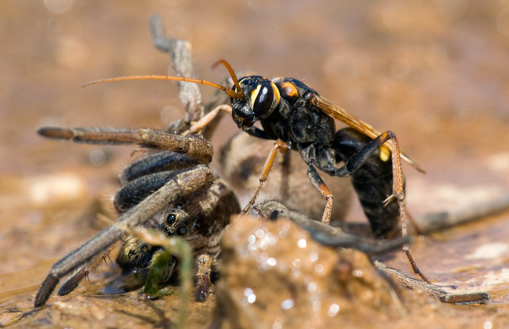 wasp_spider_02.jpg