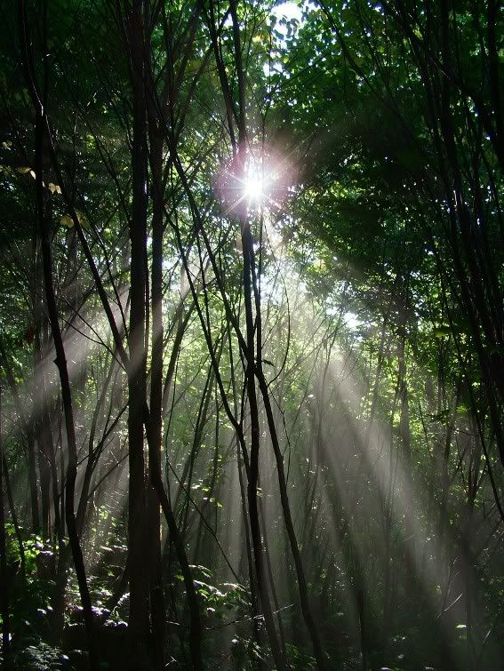 ForestLight.jpg