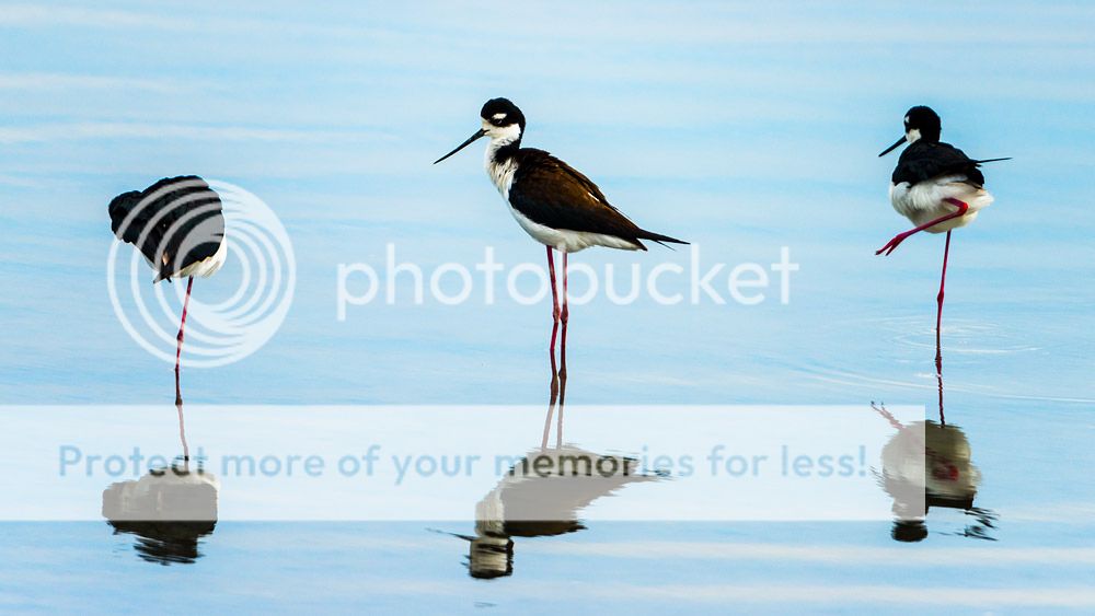 stilts_zps640024b5.jpg