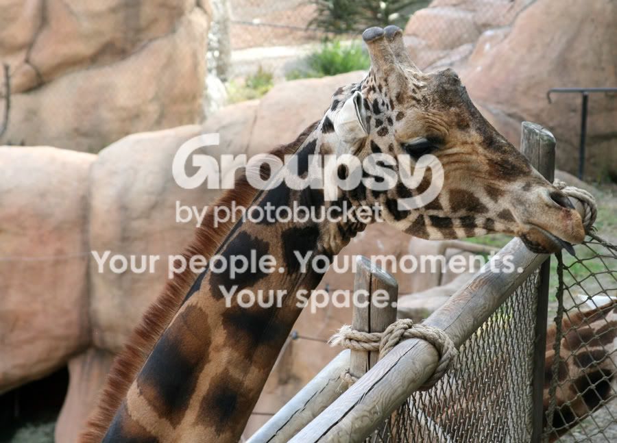 giraffe5.jpg