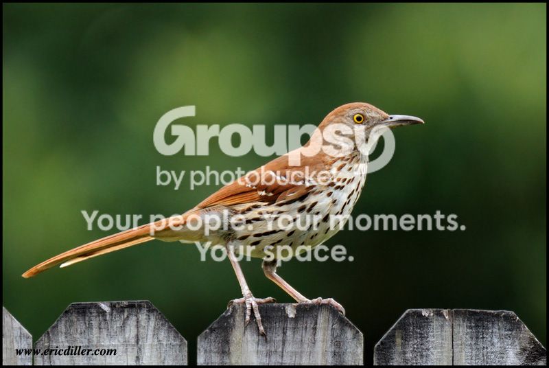PIC_7104copy.jpg