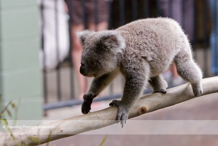 AusZoo93.jpg