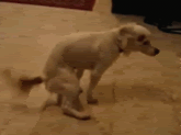 nexusapproved.gif