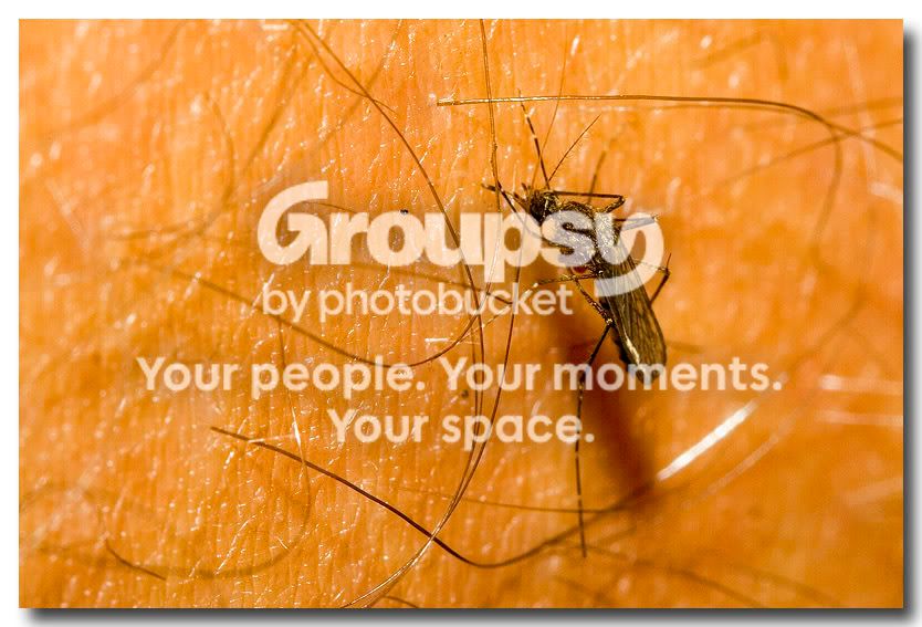mosquito.jpg