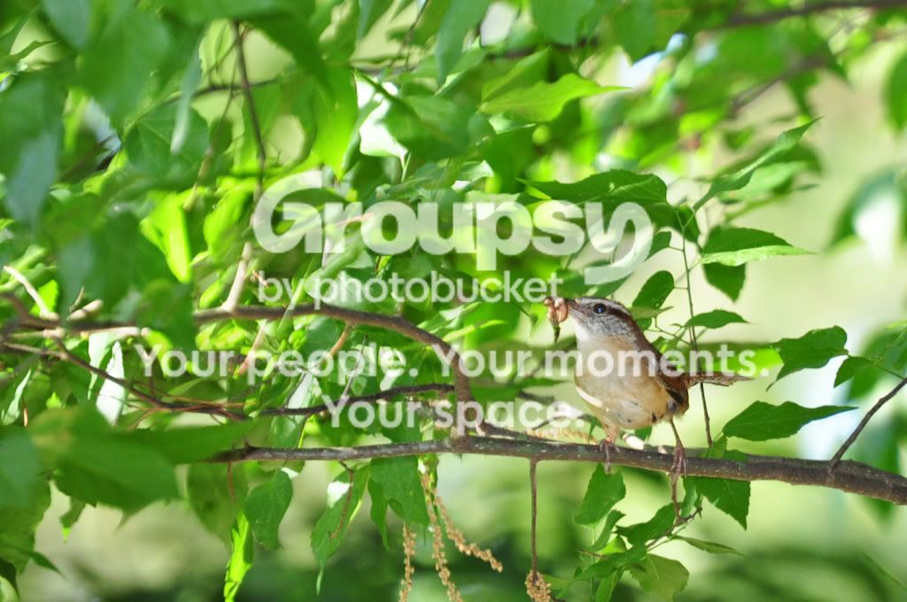 birdy.jpg