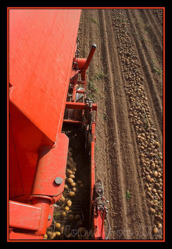 Kartoffelernte_09.jpg