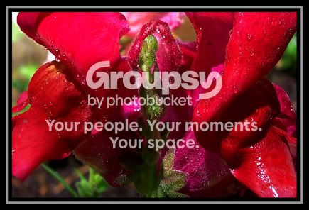 redflower-closeup2.jpg