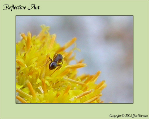 ref_ant.jpg