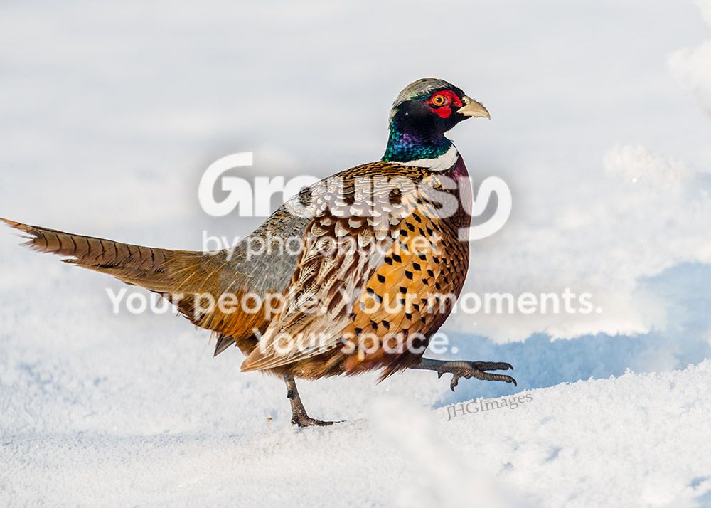 pheasant_zps9a6cf697.jpg~original