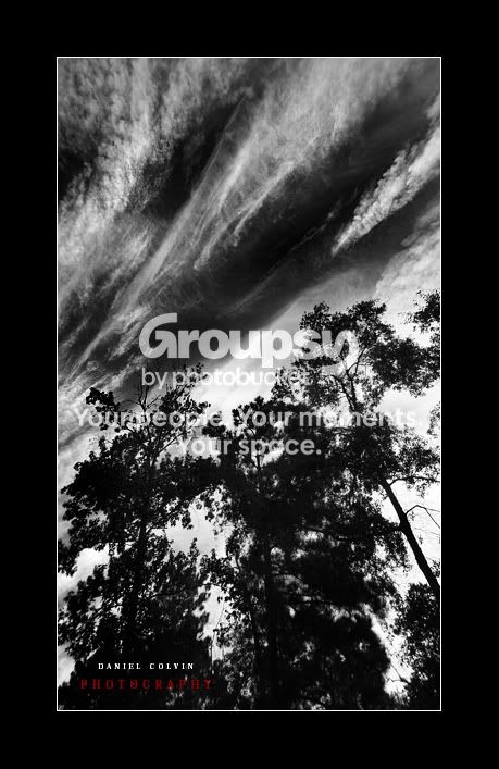 wethreetrees-sm.jpg