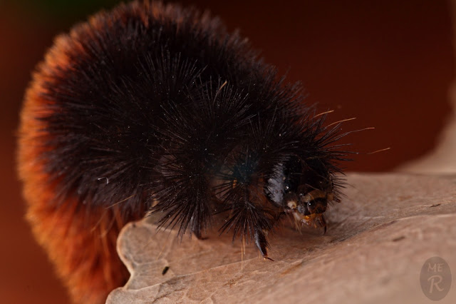 DSC_0216-2.jpg