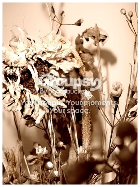 dflower3web.jpg