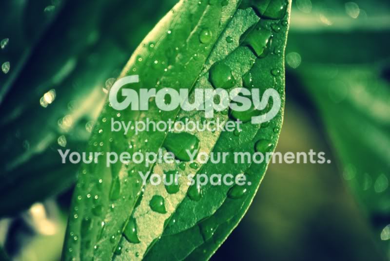 leaf.jpg