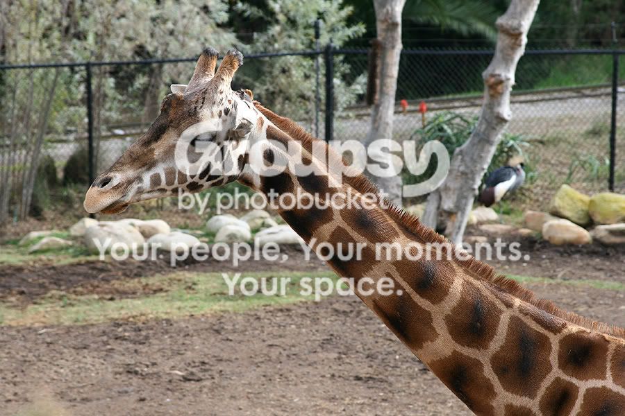 giraffe4.jpg