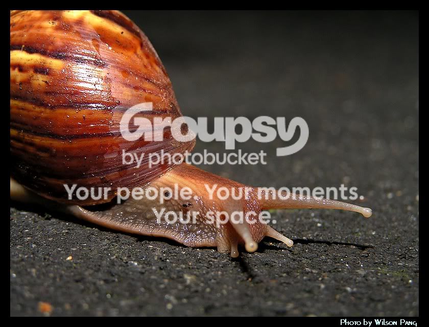 40909Snail1.jpg