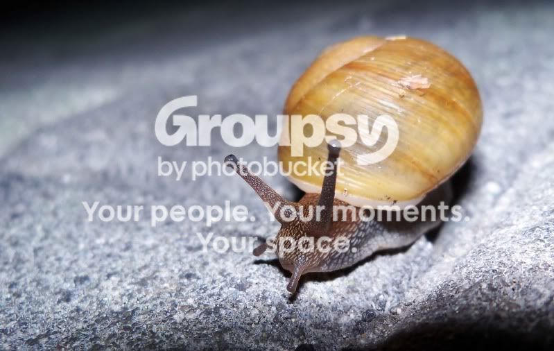 Snail_web.jpg