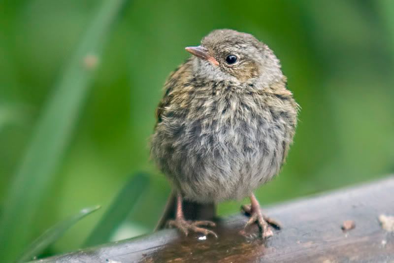 Wetdunnock.jpg
