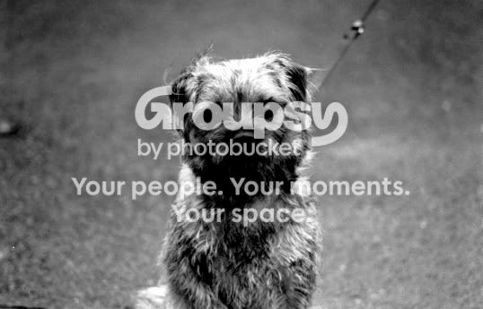 dog1contrast.jpg