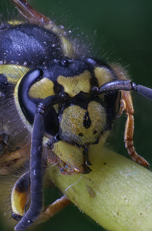 wasp_06.jpg