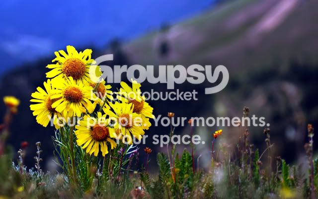 Flower-1.jpg