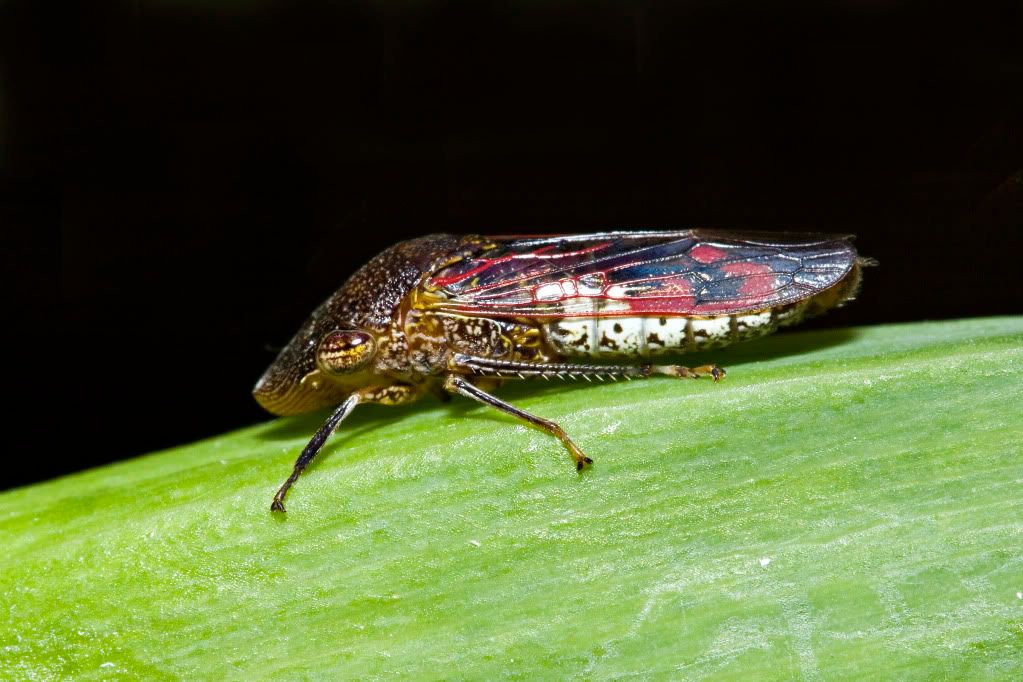 wierdbug.jpg