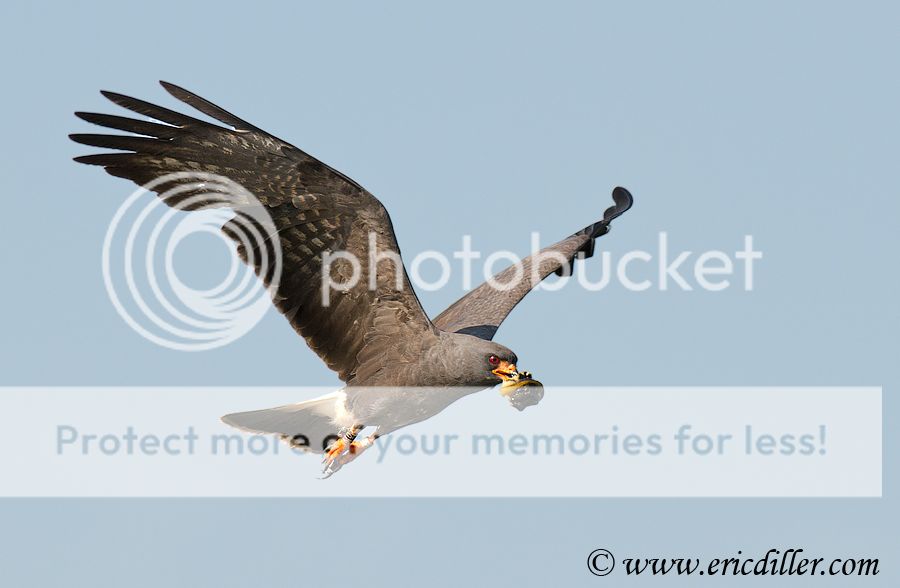 _ECD5713-copy900.jpg