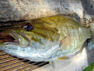 fish11.jpg