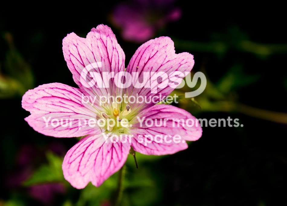floweredit.jpg