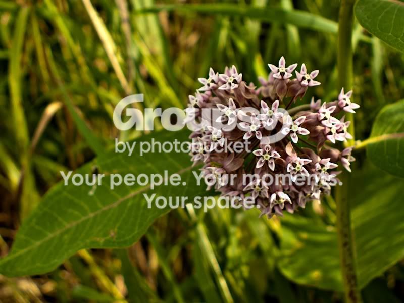 P1070245sm.jpg