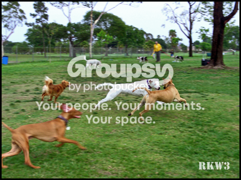 DogPark-etc.png