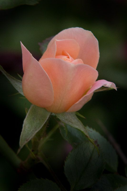 20120929-_MG_5263.jpg