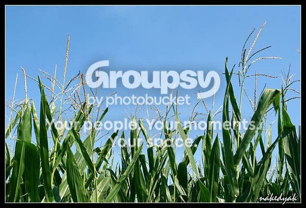 corn1.jpg