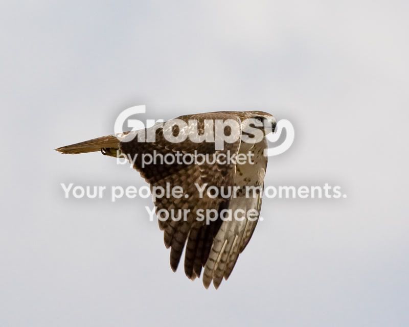 Red-tailedHawk-2-2.jpg