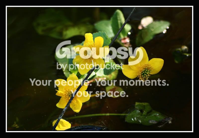 00_gelbeBlume02.jpg