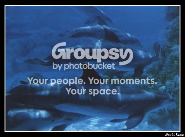 dolphins.jpg