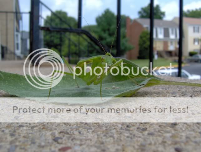 PrayingMantis005.jpg