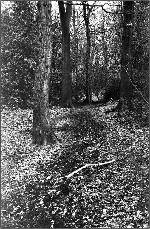 scan212dev-XL.jpg
