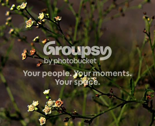 IMG_3236wldflwr2sm.jpg