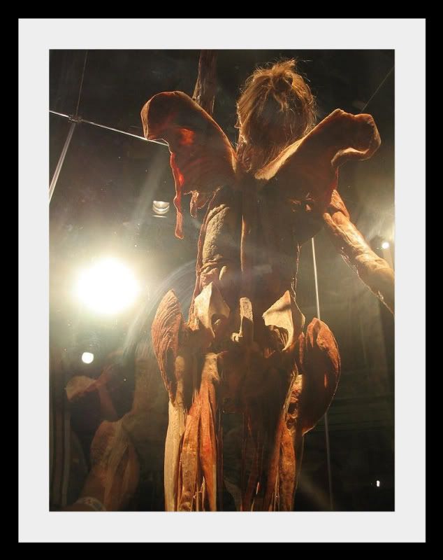 bodyworlds079.jpg