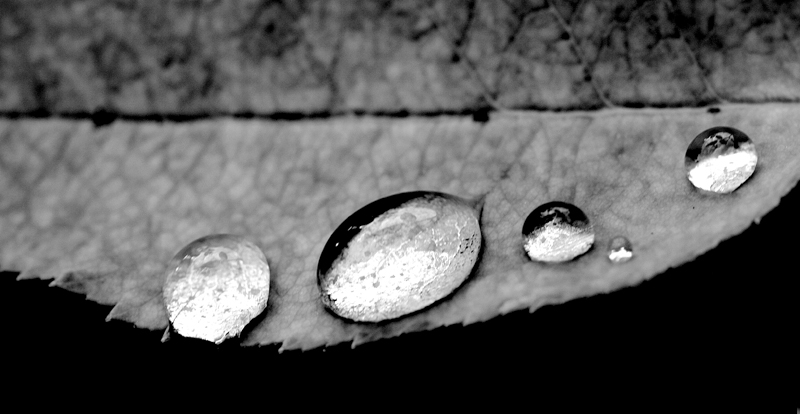 Rain%20Drop%202%20-%20B%26W-L.jpg