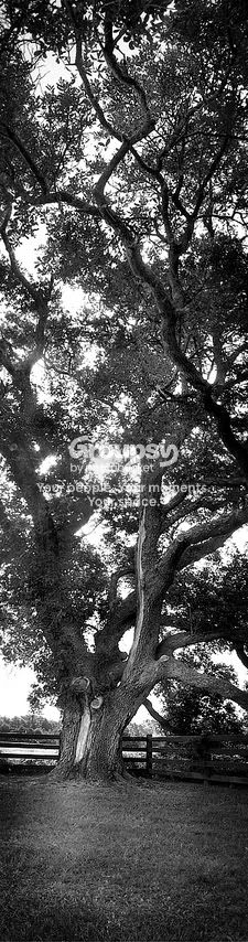 panoramic2verticalsmallbw2.jpg