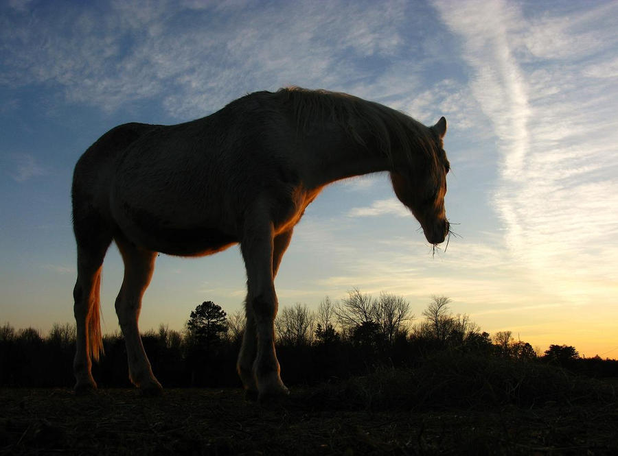 kemir_in_the_sunset_ii_by_raismash-d3ah11l.jpg