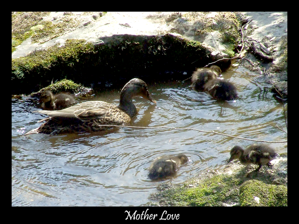 Mother_Love_by_Xeno834.png
