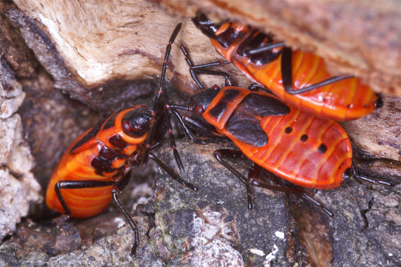 pyrrhocoris_apterus_02.jpg